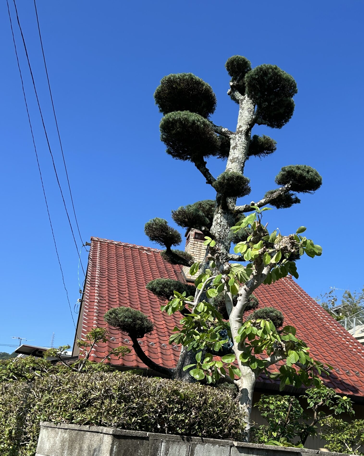 庭木の剪定
